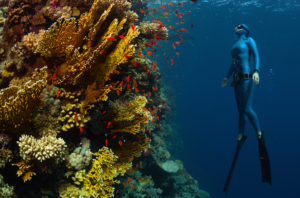 Apnea Freediving